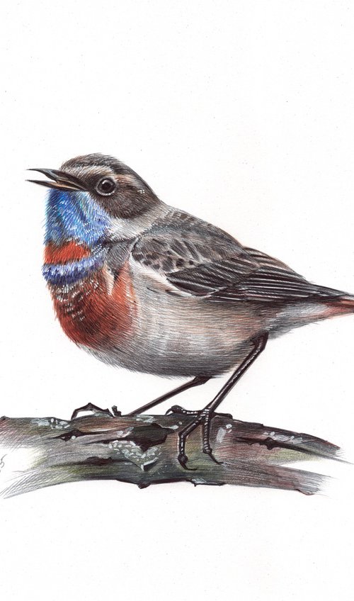 Bluethroat by Daria Maier