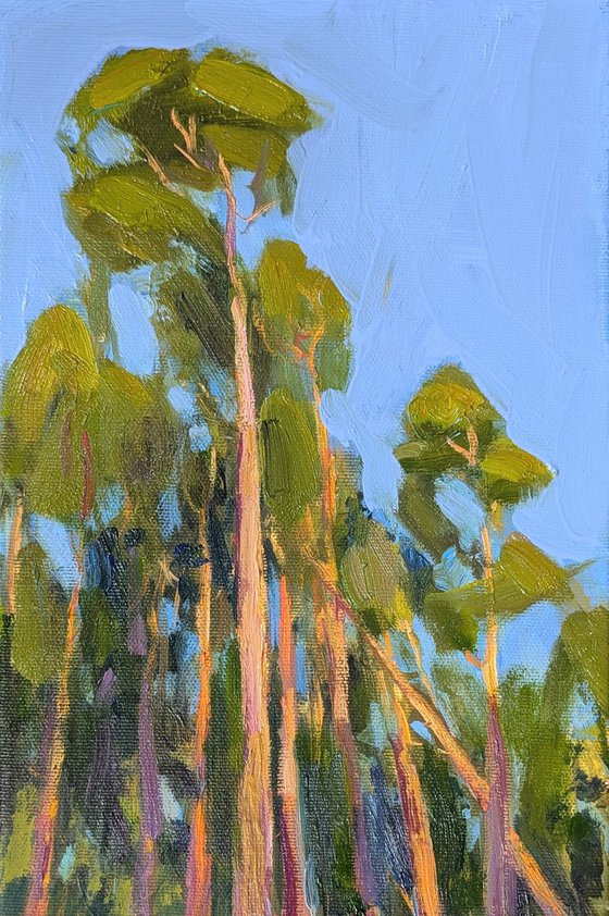 Pine trees. Etude.