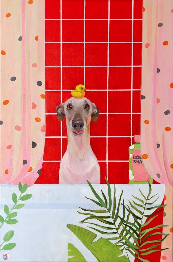 Cute Italian greyhound