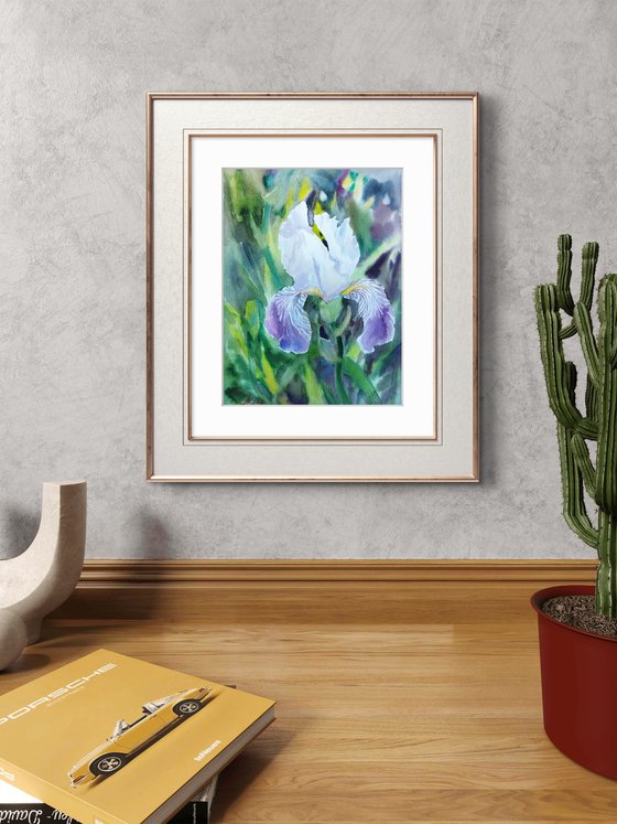 Iris in garden