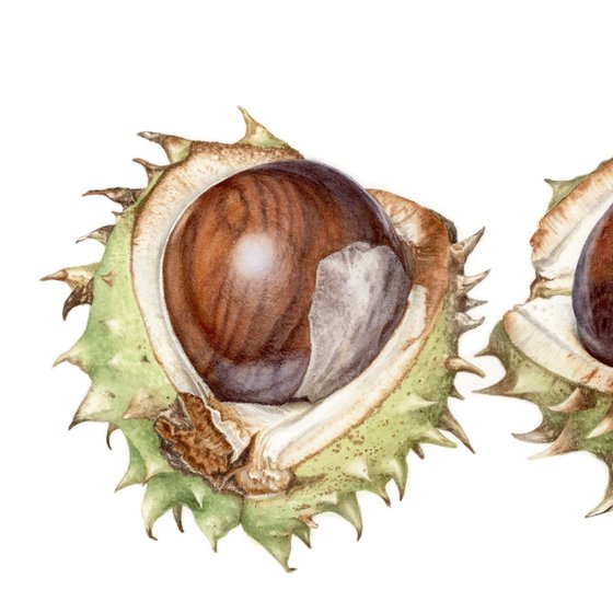 Horse chestnuts