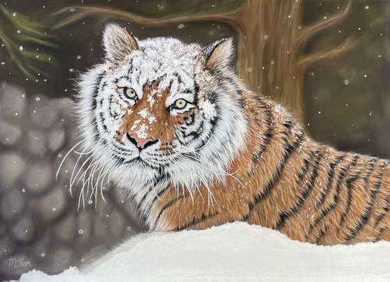 Snowed In