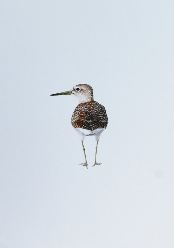 Wood sandpiper