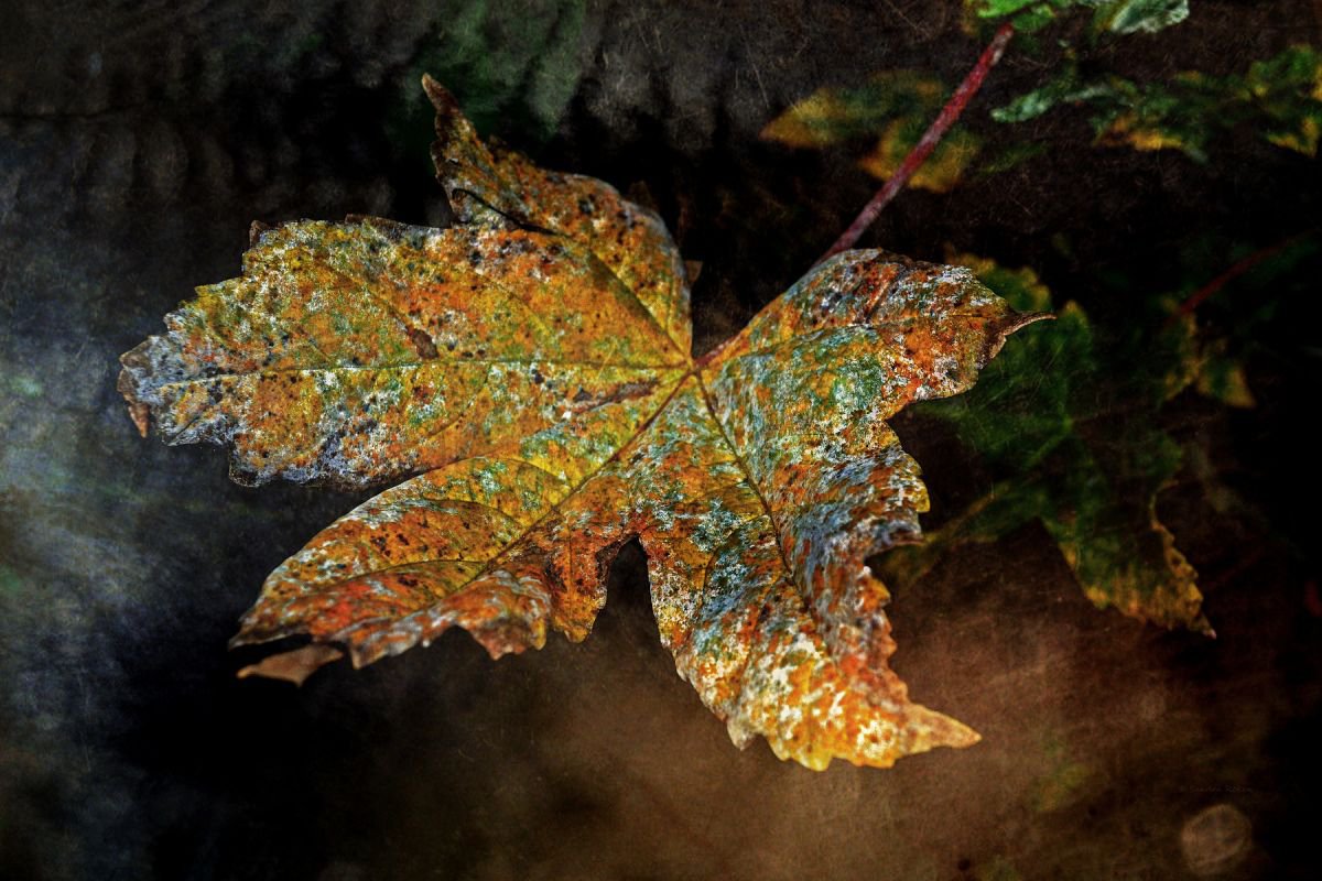 Colourful Death by Sandra Roeken