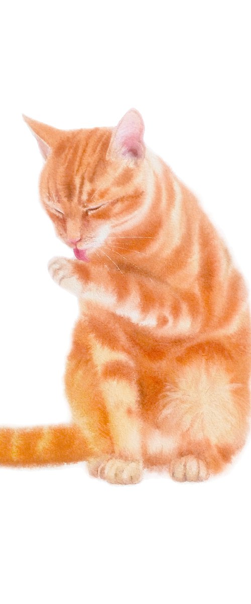 Red headed cat licking itself by Olga Beliaeva Watercolour