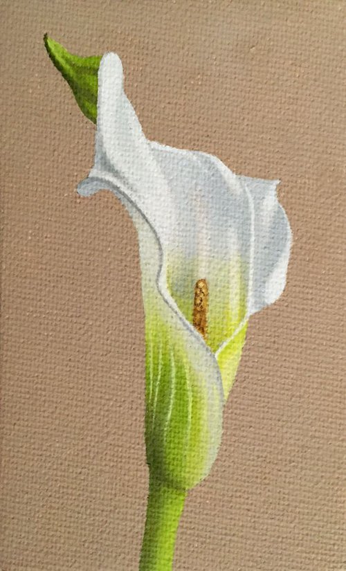 Calla Lily by Jason M Silverman