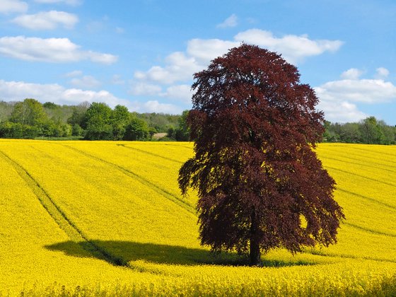 Spring in the Meon Valley 3