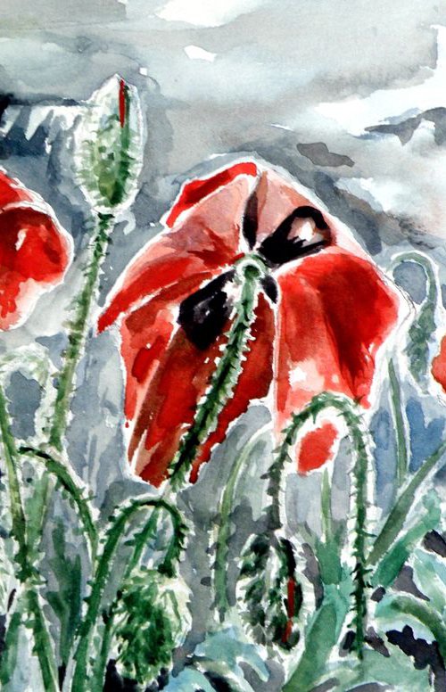 Poppy after rain by Kovács Anna Brigitta