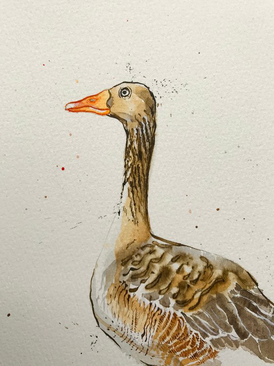 Greylag Goose