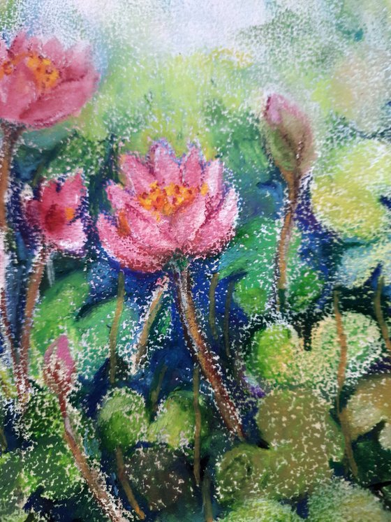 Lotus flower Pond
