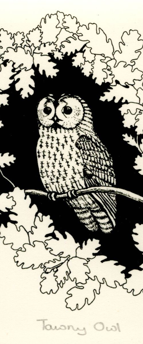 Tawny Owl by Carole King