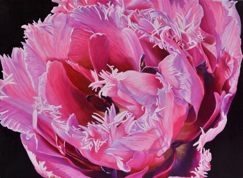 Closeup pink tulip by Sripriya Mozumdar
