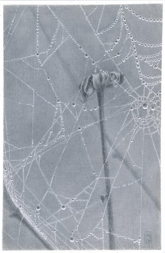 Spiderweb: Crystal Lace