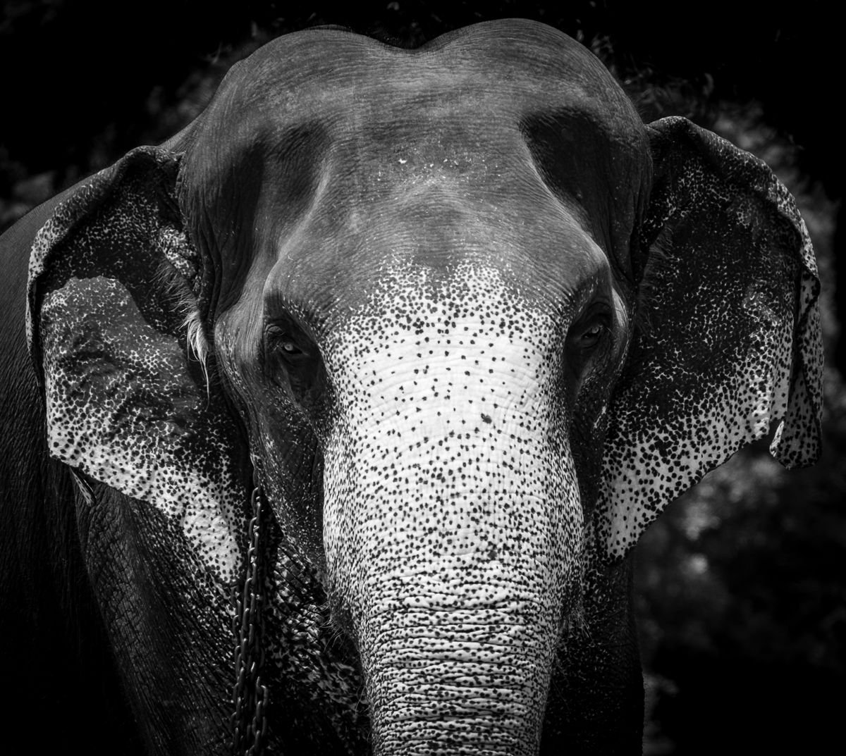 Indian Elephant - Sri Lanka by Stephen Hodgetts Photography