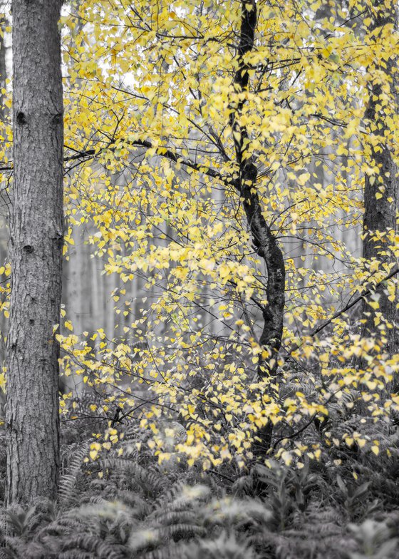 Autumn Monochrome
