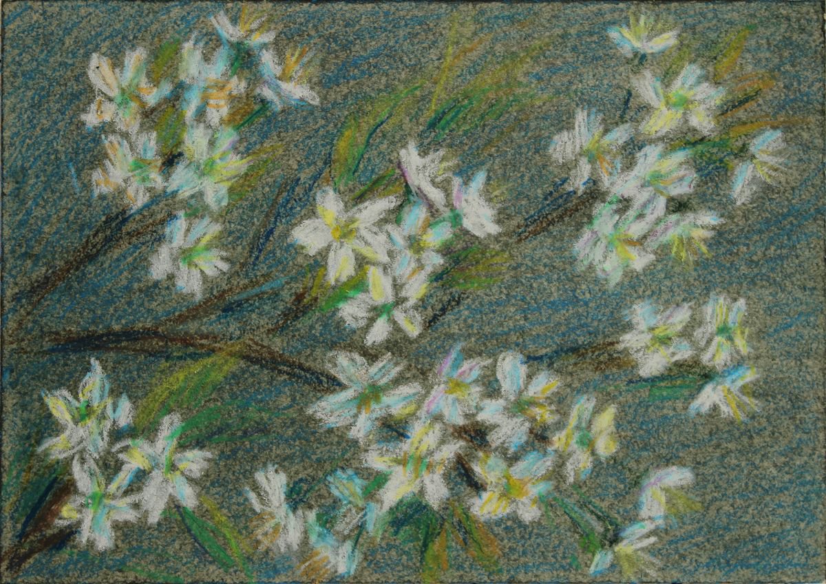 Cherry Flowers, 2018, oil pastel on paper by Alenka Koderman