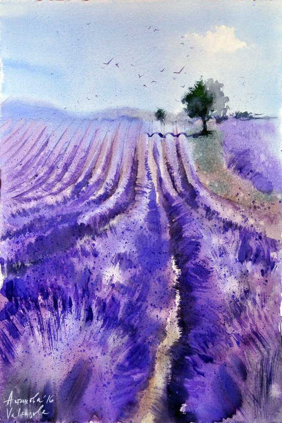 Plateau de Valensole 2