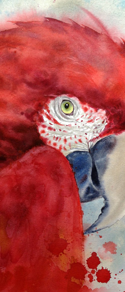 Scarlet macaw head - Ara macao by Olga Beliaeva Watercolour