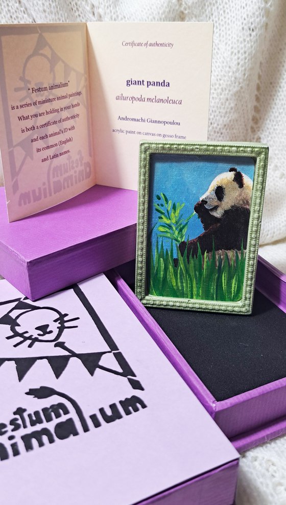 giant panda, part of framed animal miniature series "festum animalium"