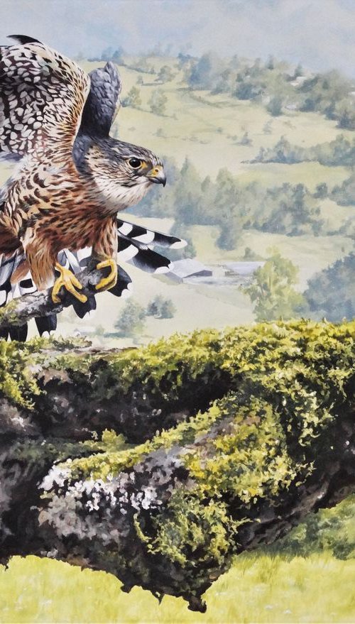 European Merlin by Julian Wheat