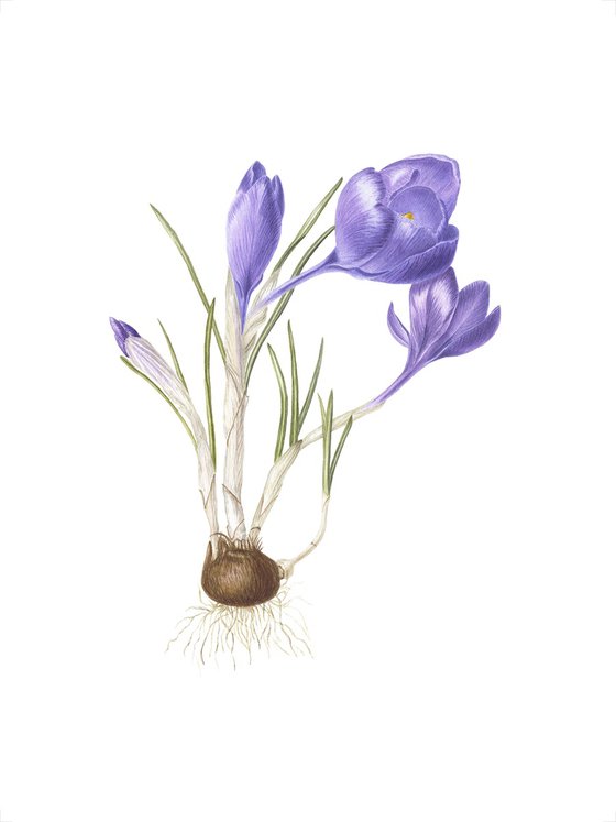 Spring Crocus with bulb