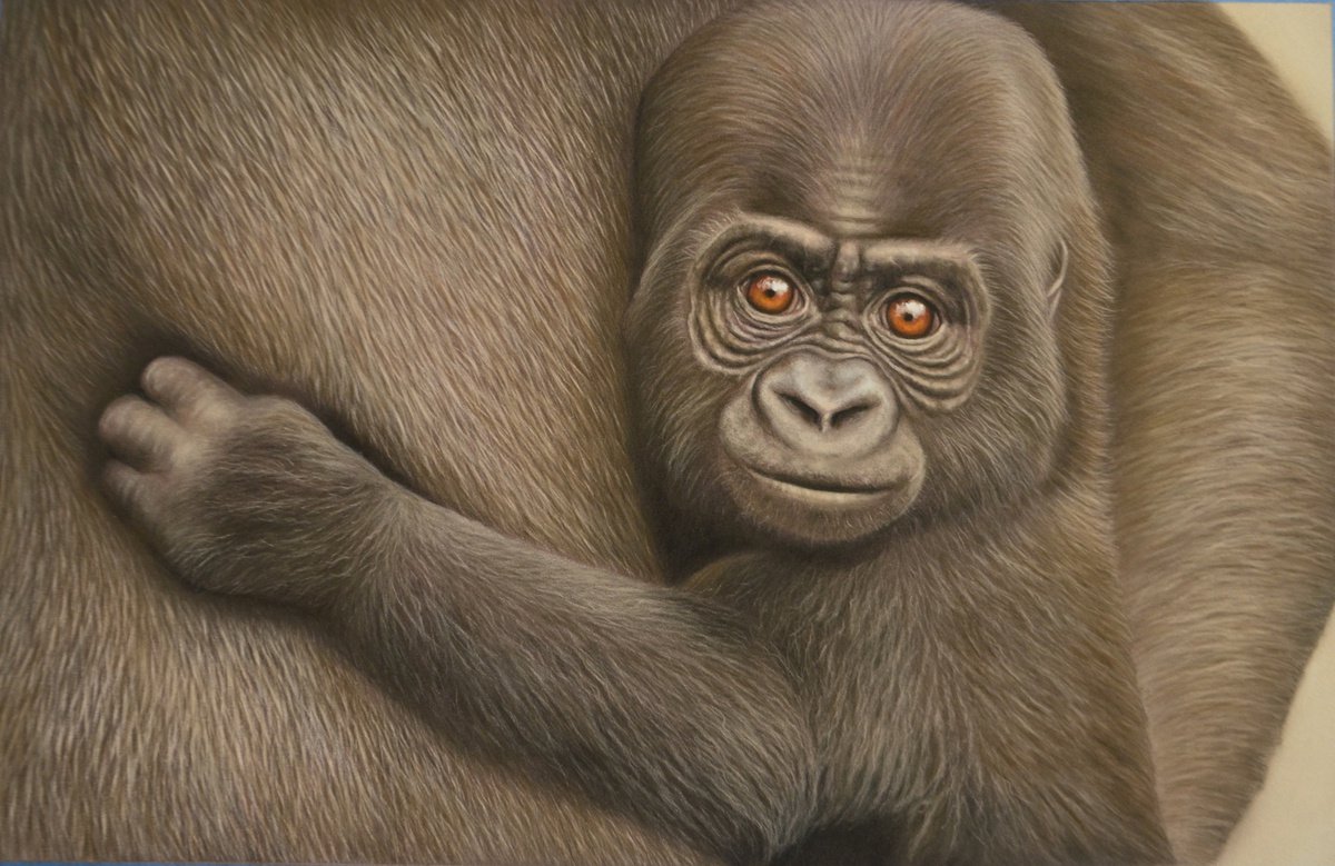 Baby Gorilla by Debra Spence