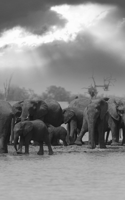 The Herd by Ozkan Ozmen