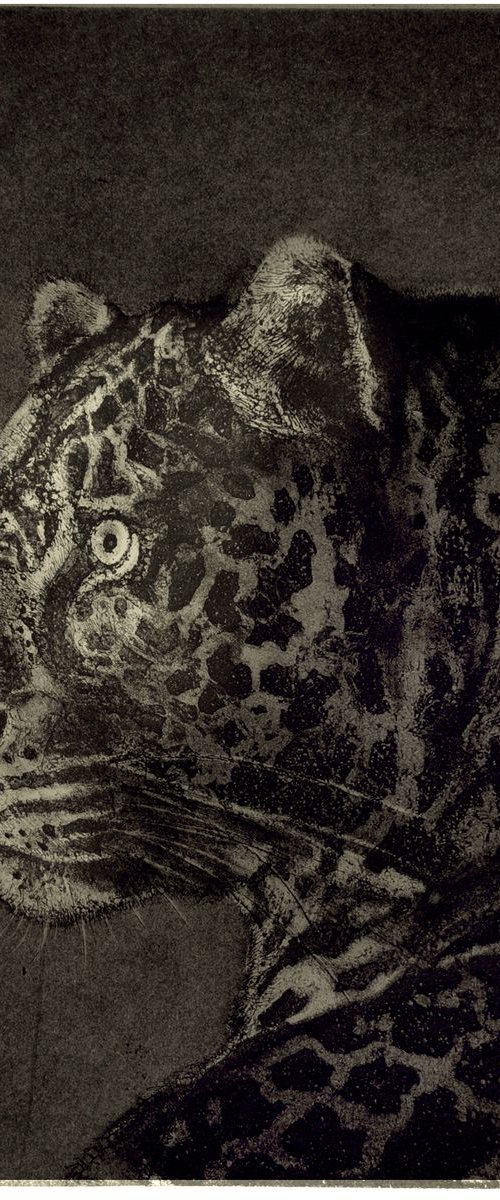 African Leopard etching by Isabel Hutchison