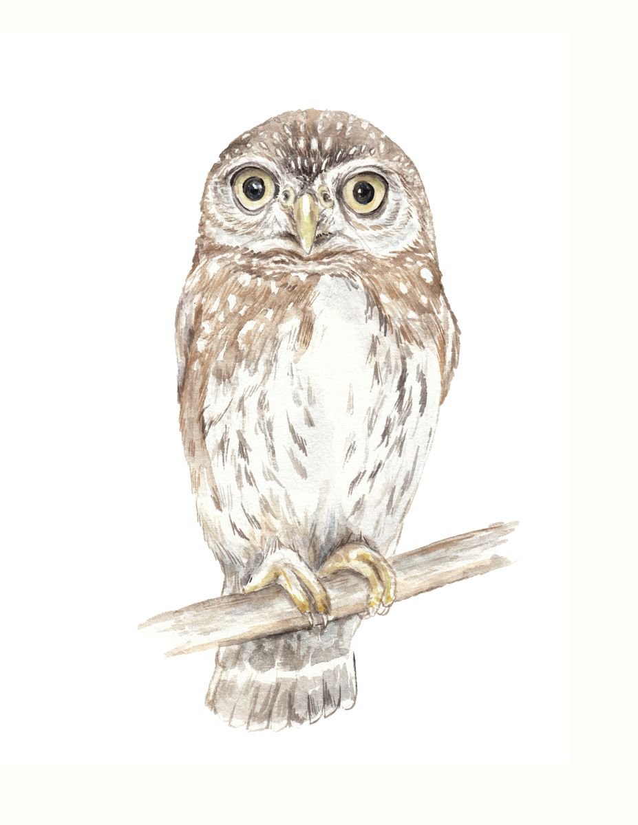 Owl Original Watercolor by Lauren Rogoff