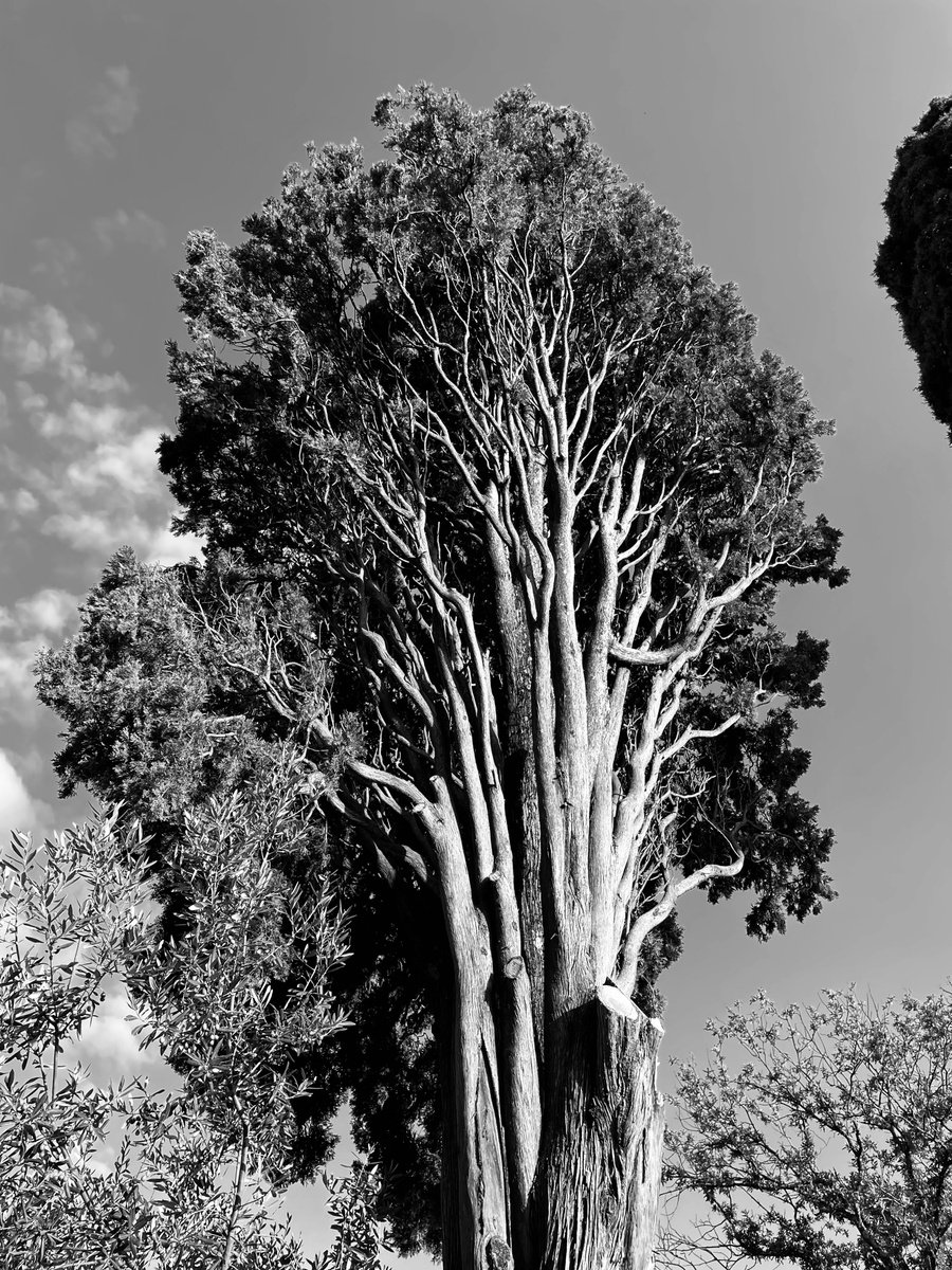 Photorealistic Photograph , Nt#185 Legendary Three By Mattia Paoli, 44 X 59, Artwork For Sale On Artfinder