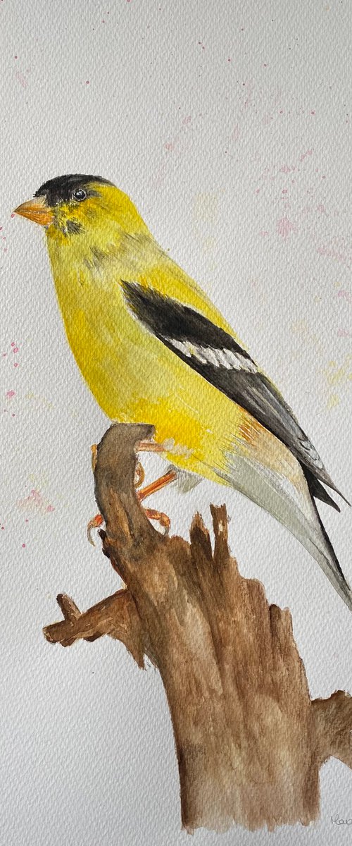 American goldfinch by Maxine Taylor