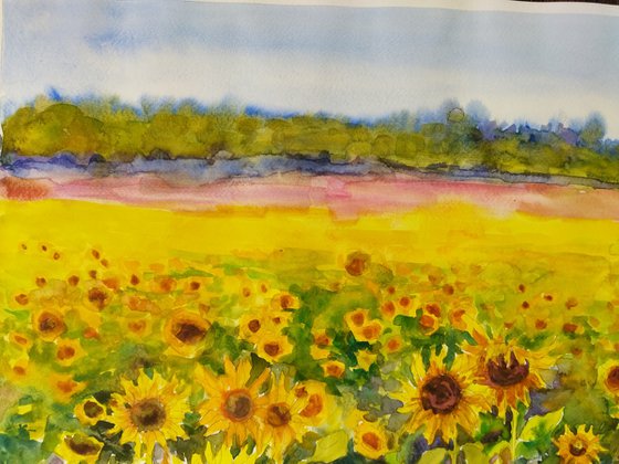 Field with sunflowers