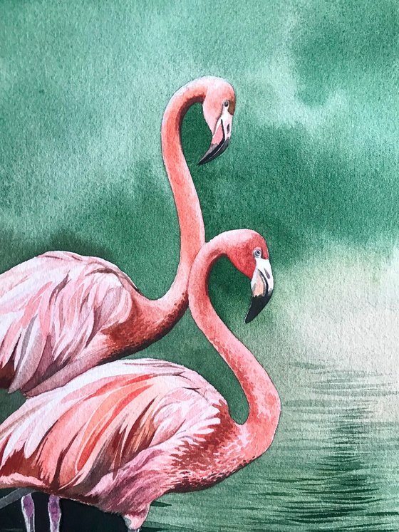 Flamingos