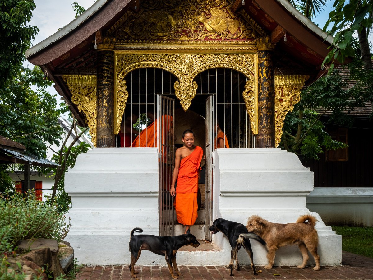 Photorealistic Animal Photograph By Serge Horta, 21 X 16", Temple Dogs Of Laos No.1, Original Artwork