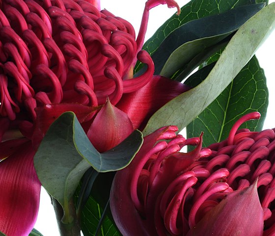 Red Waratahs