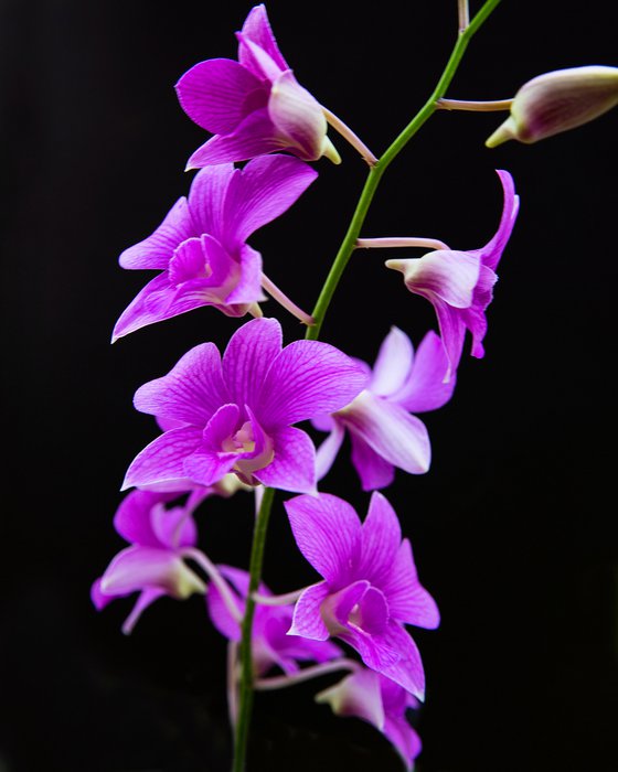 Orchids 10
