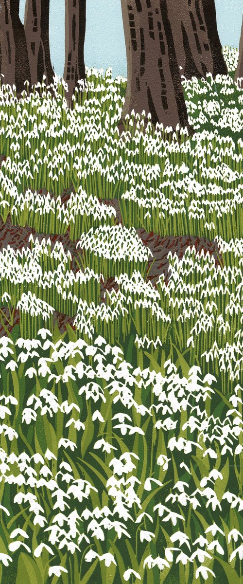 Snowdrop Woods by Joanne Spencer