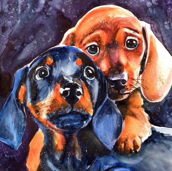 Dachshund puppies