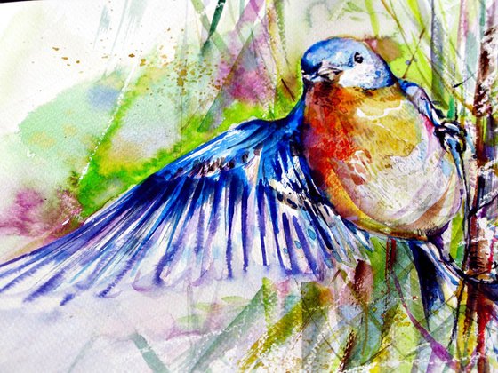 fairy wren bird watercolour