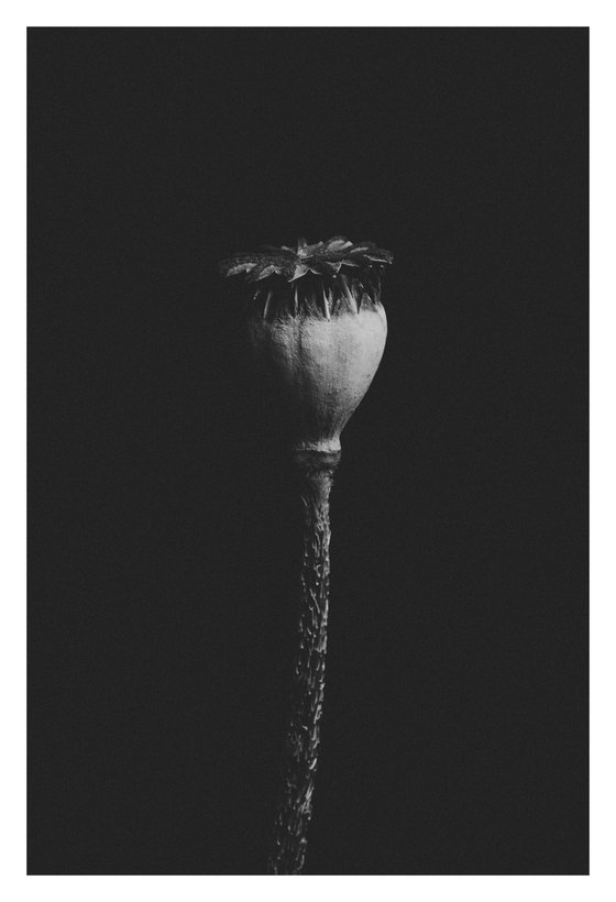 Poppy Head - black and white