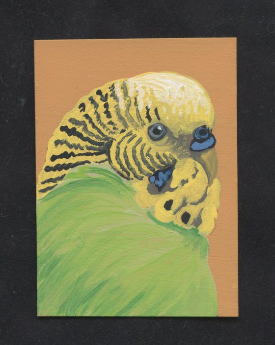 ACEO ATC Original Miniature Painting Green Budgie Parakeet Parrot Pet Bird Art-Carla Smale