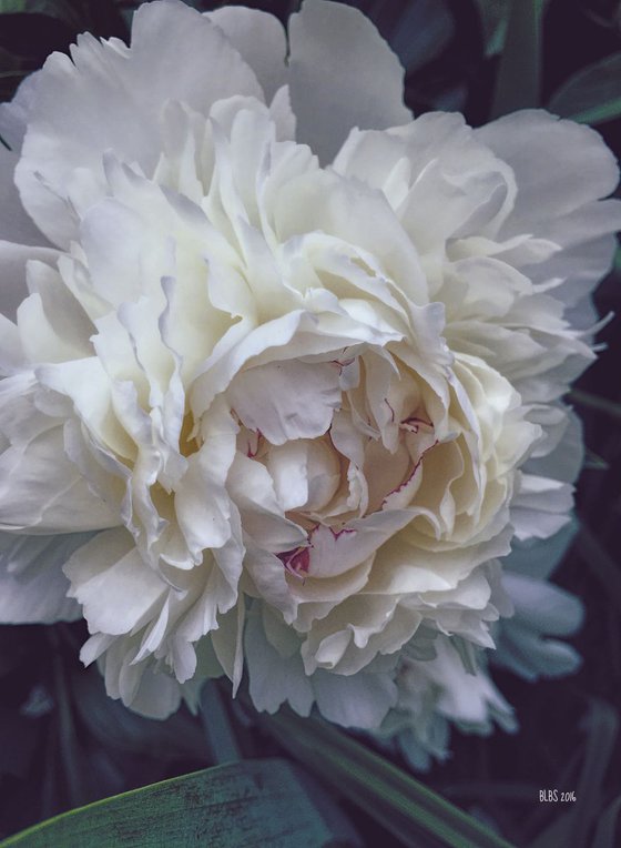 White Peony with Red Edges