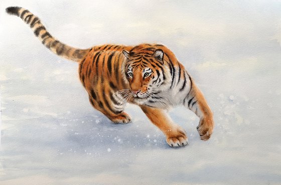 Tiger Drift  - Tiger Running in the Snow - Siberian Tiger – Amur tiger