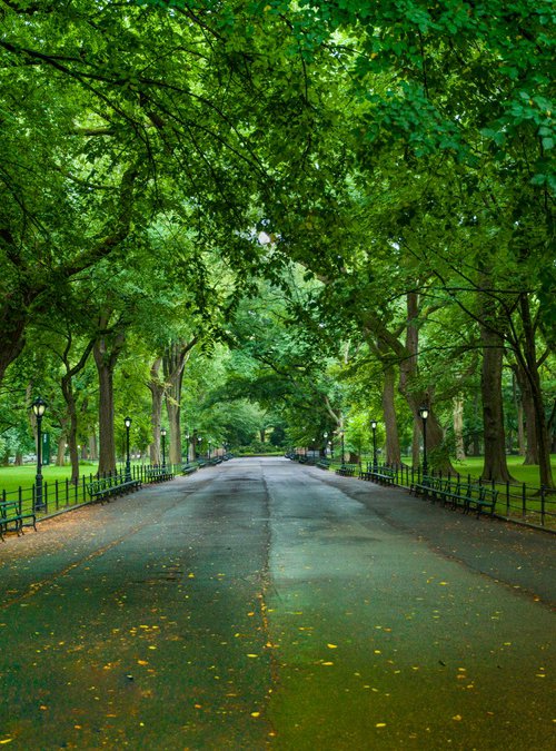 A MORNING IN CENTRAL PARK by Harv Greenberg