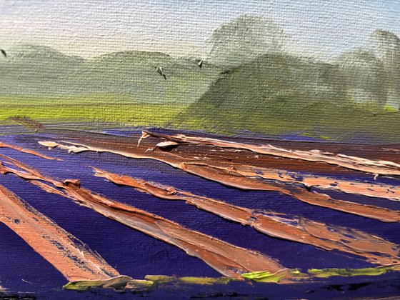 Field of Onions Harvest