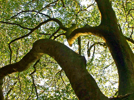 Beech Tree Canopy 2