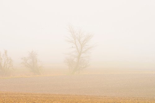 foggy landscape 5 by Jochim Lichtenberger