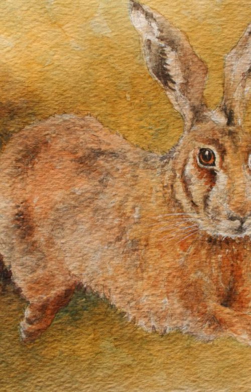 Mad March Hare by Christopher Hughes