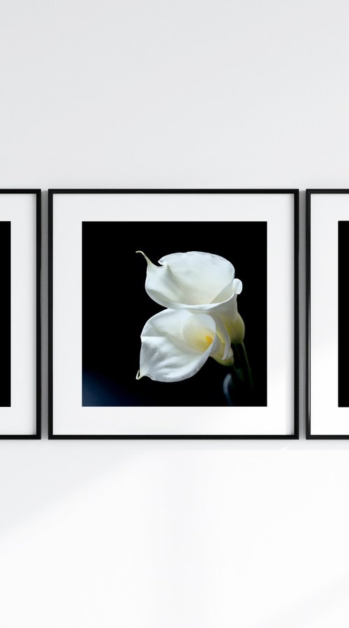 Calla Lily Triptych - Three 12 x 12 Photo Prints by Emily Kent