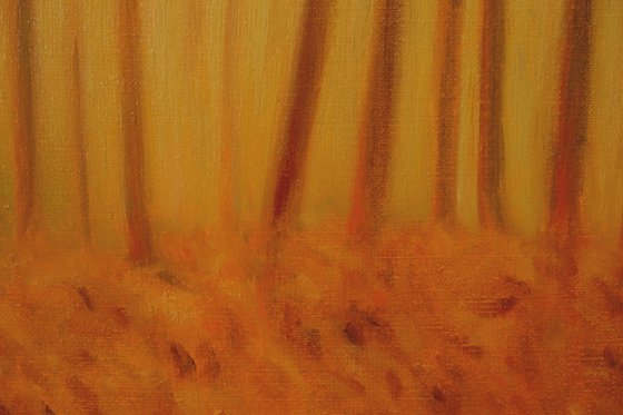 Forest in the evening